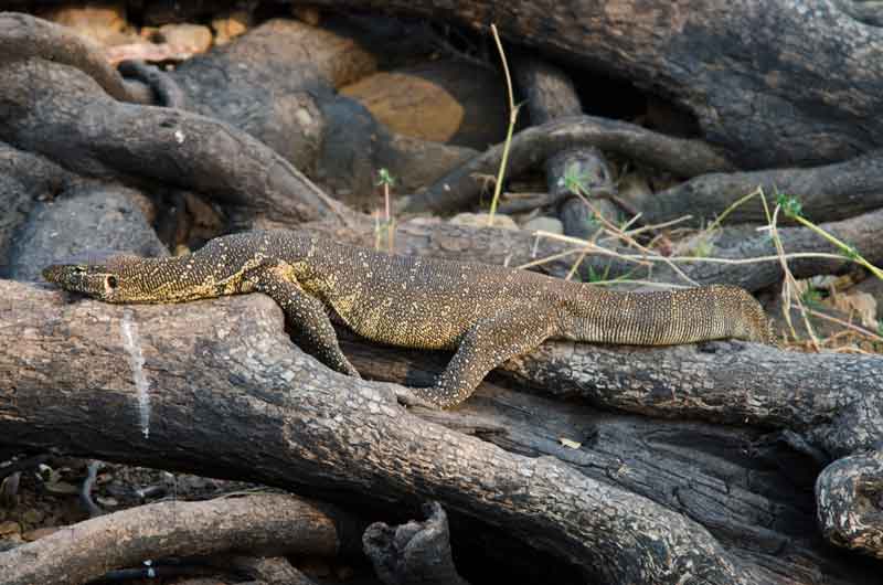 Lagarto Varano - parque nacional de Chobe - Botswana.jpg